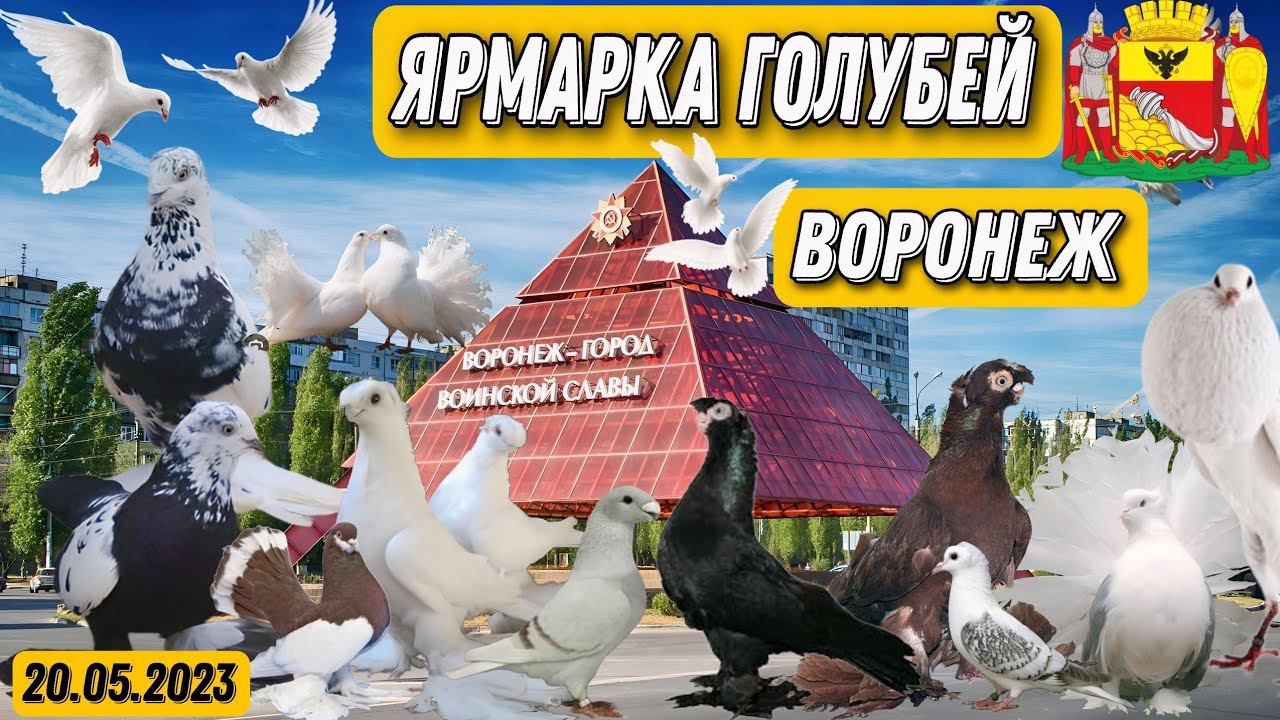 Всероссийская ярмарка голубей. Россия г.Воронеж. 20.05.2023 Редкие породы голубей. Воронеж удивляет.