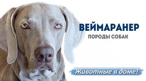 Веймаранер - породы собак.