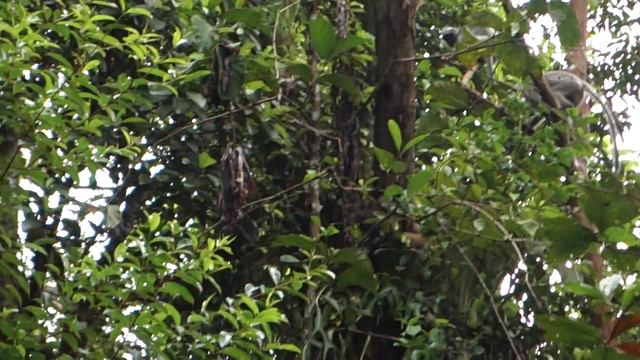 Pack of Silver Leaf Monkeys @ Damai, Borneo