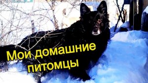 Мои домашние питомцы