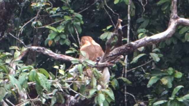Proboscis Monkey @ Kinabatangan, Borneo