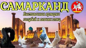 #Голуби  Первая Выставочная ярмарка голубей и певчих птиц. После развала СССР. Узбекистан  Самарканд