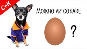 Можно ли собаке яйца?
