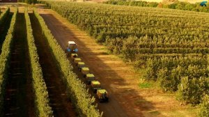 Уборка яблок