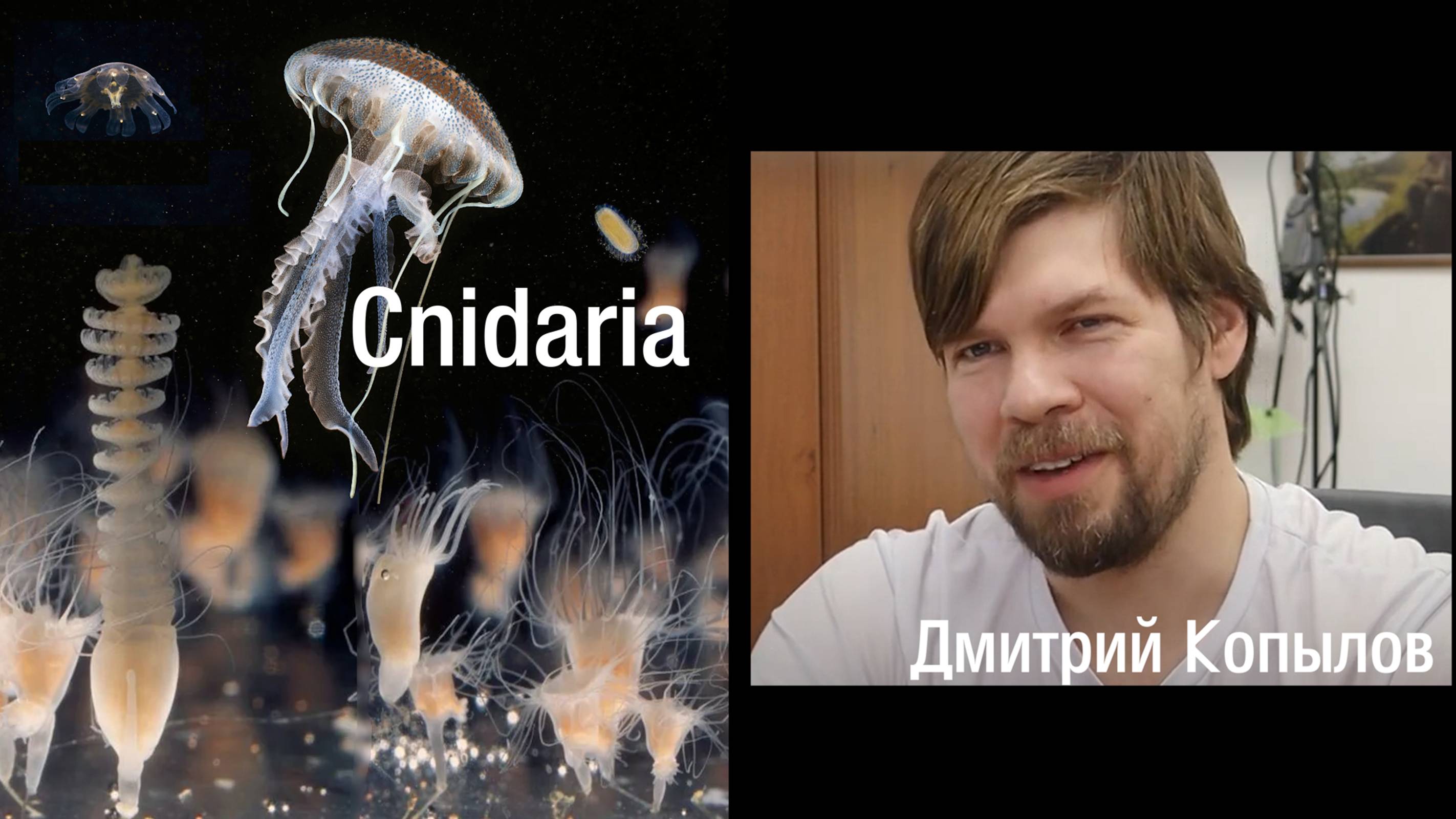 Тип Стрекающие (Книдарии, Cnidaria)