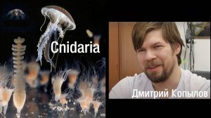 Тип Стрекающие (Книдарии, Cnidaria)