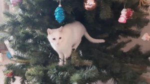 Кот залез на ёлку🎄😺