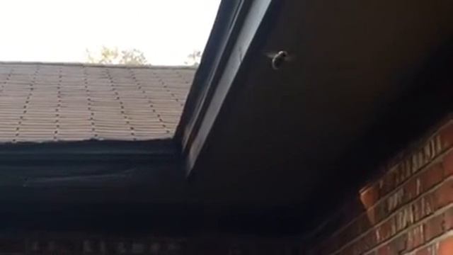 Edward Leedskalnin. Gravitational Forces смотреть онлайн