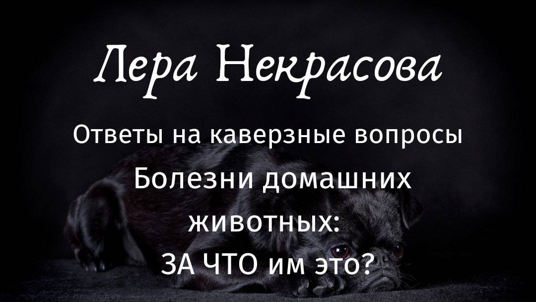 Болезни домашних животных: ЗА ЧТО им это?