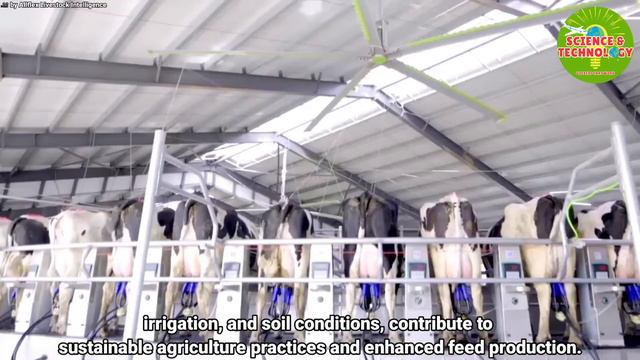 Amazing World's Largest Dairy Farm! A 100000-Cow Dairy Farm in China! Modern High-Tech Cow Farm 202