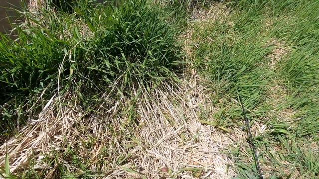 BROOK Trout Frenzy!! (Small Creek) Catch n' Cook! смотреть онлайн