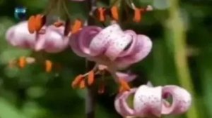 Царские кудри