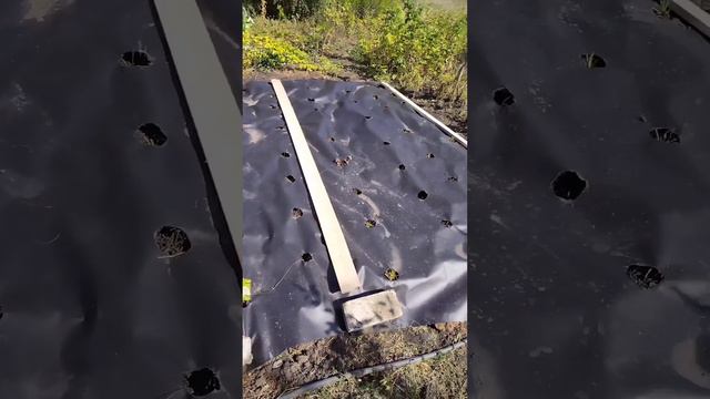 сажаем клубнику красиво и правильно