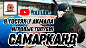 Игровые голуби! В гостях у Акмала! Город Самарканд. Голуби Узбекистана!