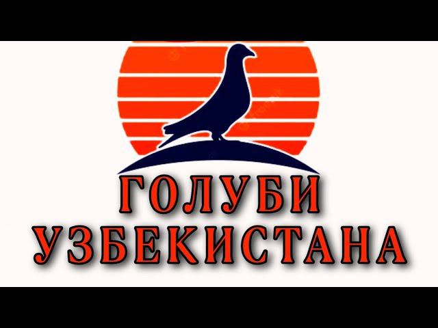 Винтовая игра голубей! Город Самарканд, голуби "Асана" смотреть онлайн