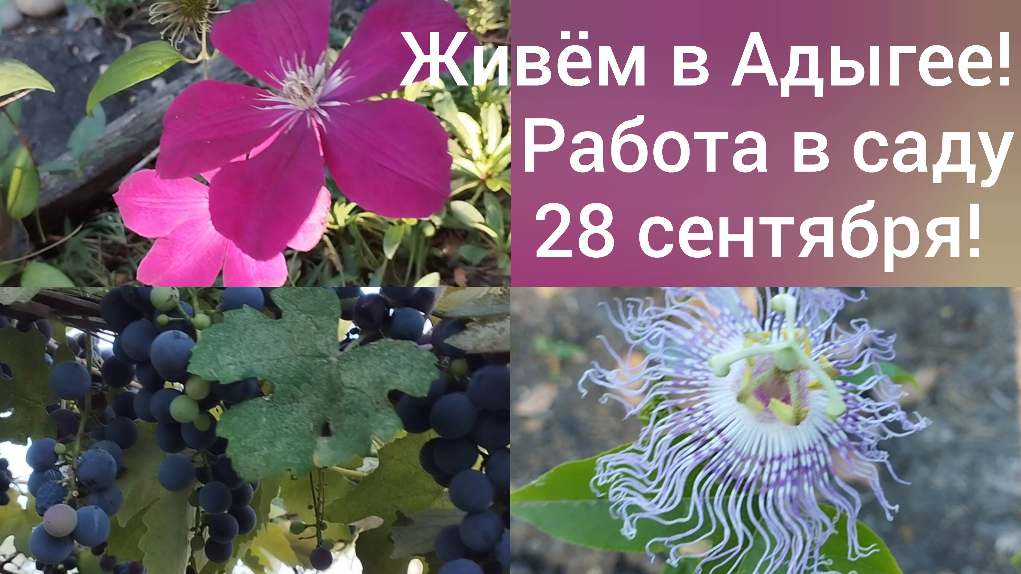 Переехали в Адыгею/Чистим клубнику/Зацвела маракуйя/Цветет клематис/Жара не отступает/ смотреть онлайн