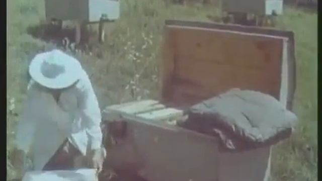 ПЧЕЛОВОДСТВО учебный кинокурс СССР 1969 г  СК