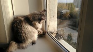 Шоу: "За стеклом". Продолжение