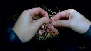 Проверка донок/поставух. Куриная печень на наживку на налима. 21-23 ноября. Бузулучка.