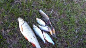 Голавль на куриную печень весной. Рыбалка на удочки и донки.