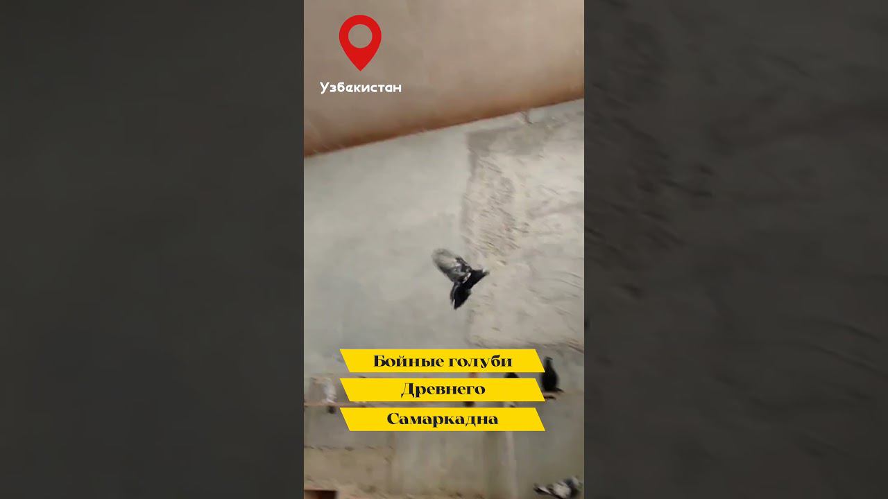 МАСТЬ "СОЧ" САМАРКАНДСКИЙ БОЗИНГАР "ИГРОВЫЕ ГОЛУБИ" ДРЕВНЕГО САМАРКАНДА. "ПОРОДА САМАРКАНДСКАЯ" смотреть онлайн