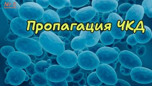 5. Пропагация ЧКД