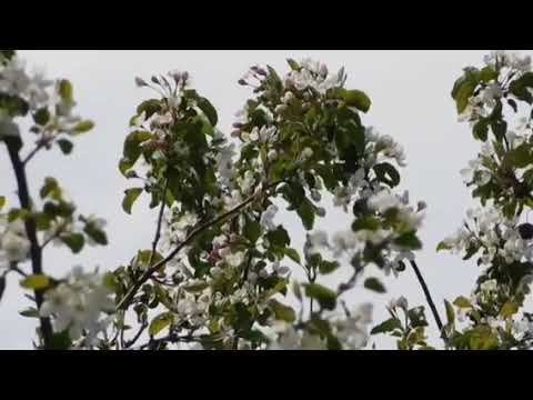 зачем кассир нажал на кнопку смотреть онлайн