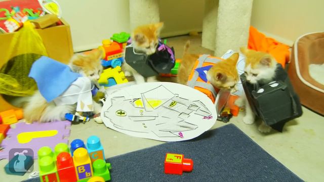 The LEGO Movie (Cute Kitten Version) смотреть онлайн