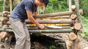 Robert harvested a lot of corn, enough to eat for 5 months. Green forest life (ep202)