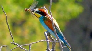 Зеленушка, кряква,золотистая щурка.