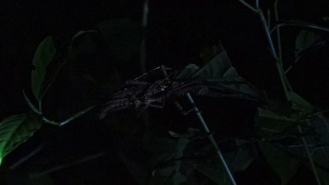 Praying Mantis mating at night @ Kinabatangan, Borneo