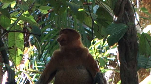 Proboscis Monkey in the jungle @ Bako Park, Borneo