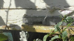 Как защитить пчелиную семью от ОС!!!!