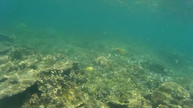 Snorkeling over Coral reef @ Selingan Turtle Island, Borneo