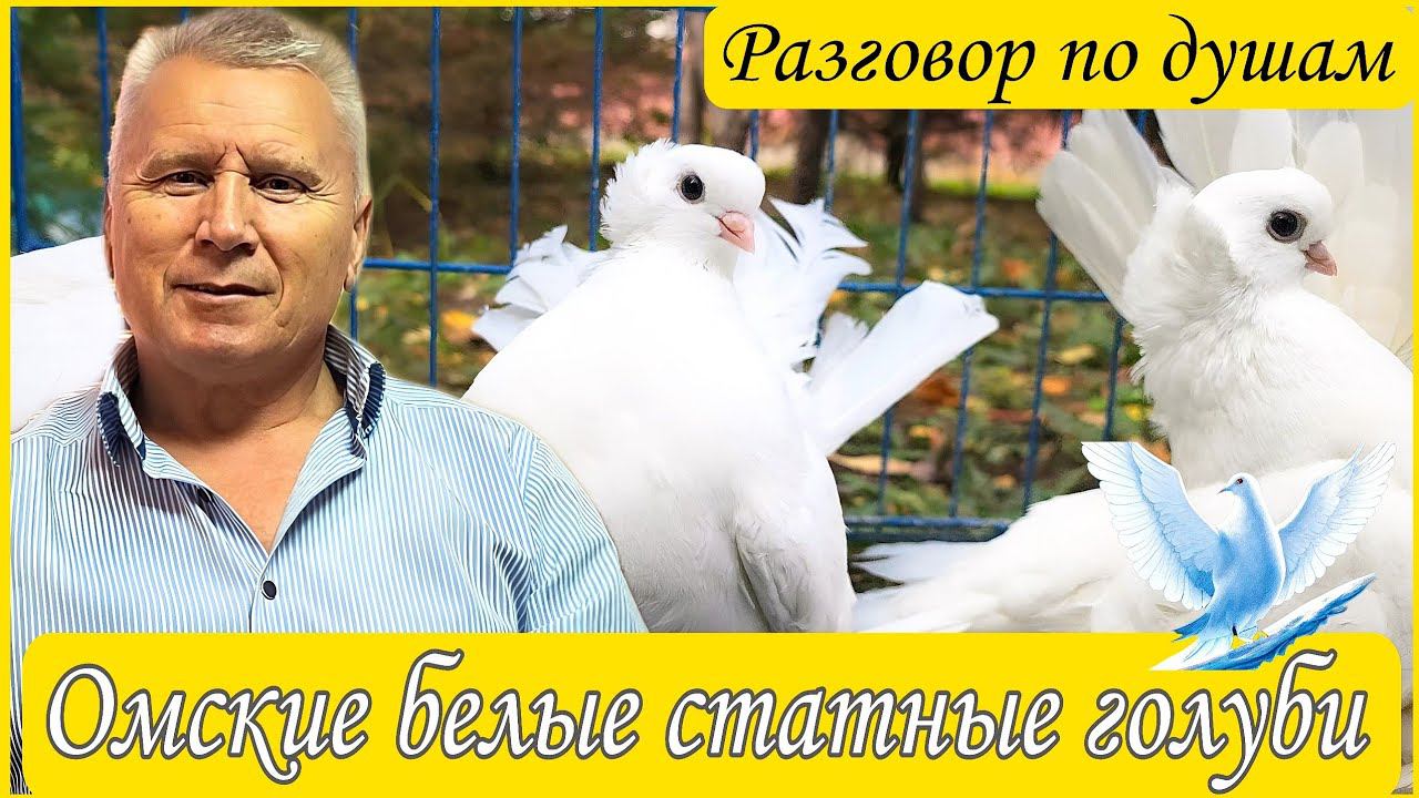 Разговор по душам. Голуби Омские статные. Жогликов Александр Иванович. ГОЛУБИ РОССИИ.