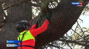 Арбористы со всей России приехали в Крым на семинар