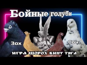 Бойные #голуби , всего мира. Игровые #голуби. Шорох, винт, тяга, бой. Новая подборка недели.