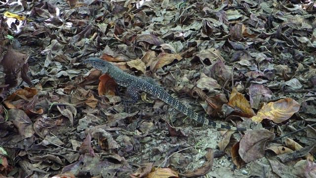 Small Water Monitor Lizard @ Selingan Turtle Island, Borneo