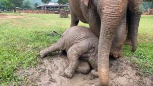 Baby Elephant Wan Mai Enjoying Her First Time In The Rain - ElephantNews