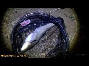 Ловля сома весной с берега на донку на земляного червя на реке в мае ночью. Охота на сома #2. Клюет!