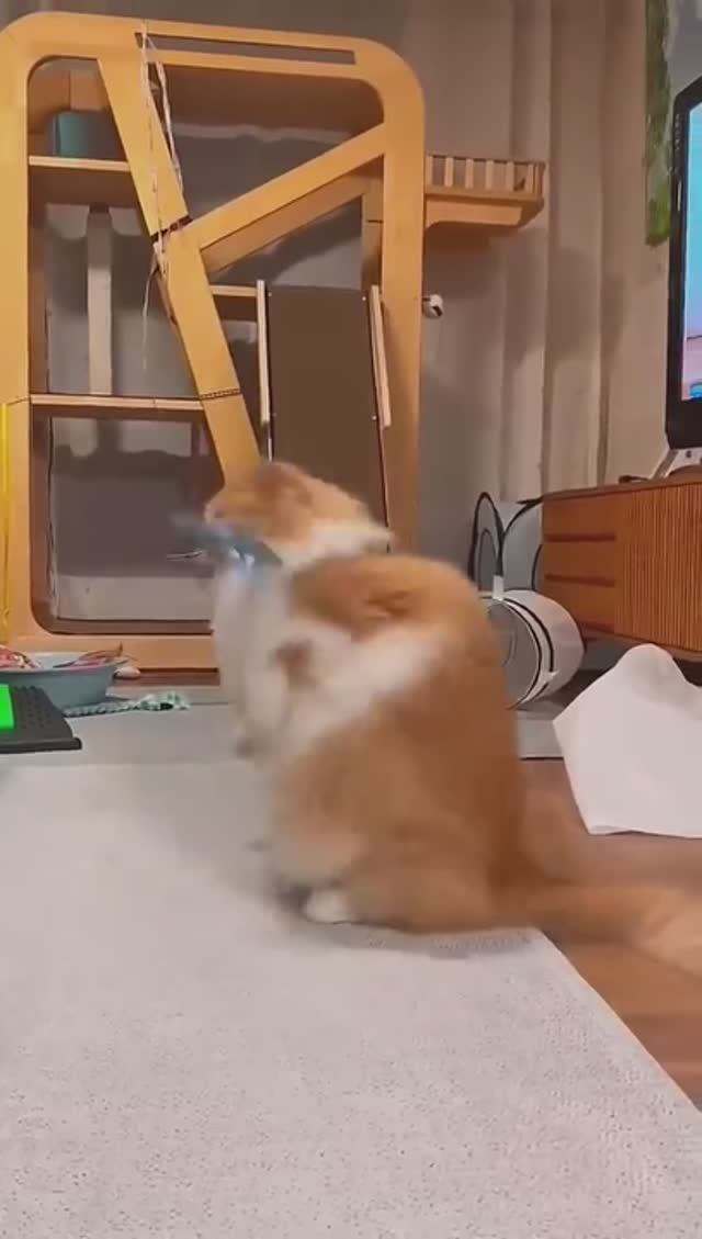#котики #ДляВас #Веселье #шортс