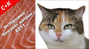 Можно ли кошкам рыбу?
