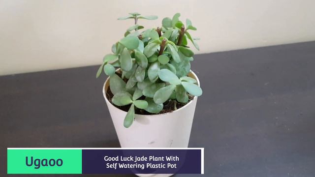 Ugaoo Good Luck Jade Plant Review After 1 Month Unboxing Amazon Live Plant Review In Hindi