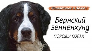 Бернский зенненхунд - породы собак.