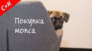 Покупка щенка мопса.