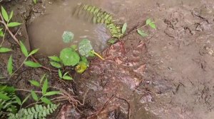 Wow Seru Memancing Ikan Lele Dikolam, Ikan Gabus, Ikan Hias, Kura Kura, Bebek Angsa