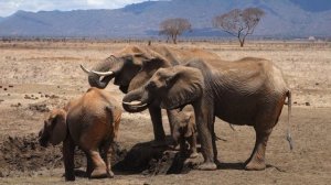 Симпатичный Слоненок против семьи слонов @ Цаво, Кения