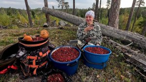 СБОР БРУСНИКИ ГРАБЛЯМИ. ГРЕБЁМ ЯГОДЫ НА ПРОДАЖУ. ВЗЯЛ ДЕВУШКУ В ЛЕС И НЕ ПОЖАЛЕЛ. СЕМЕЙНЫЙ ПРОМЫСЕЛ