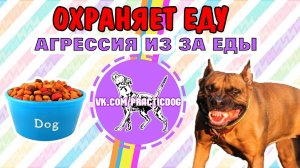 Собака охраняет еду | агрессия у собак