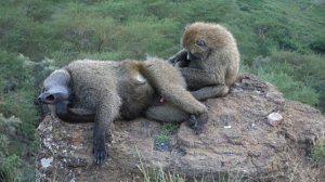 Бабуины на скале @ Накуру, Кения